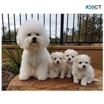 BICHON  FRISE PUPPIES READY TO GO!!