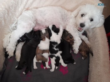 BICHON  FRISE PUPPIES READY TO GO!!