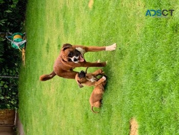 STUNNING BOXER PUPPIES