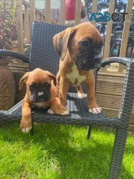 STUNNING BOXER PUPPIES