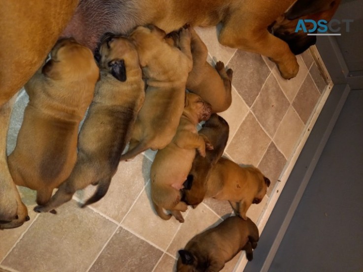 TOP QUALITY BULLMASTIFF PUPPIES