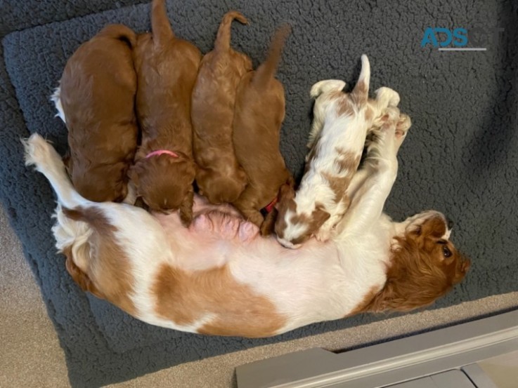 CUTE  CAVALIER  KING  CHARLES  PUPPIES