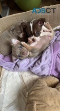 WELL TRAINED CHIHUAHUA PUPPIES