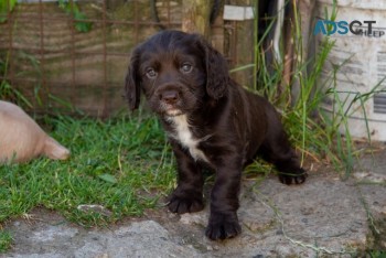 HEALTHY COCKER SPANIEL PUPPIES