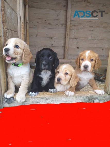 HEALTHY COCKER SPANIEL PUPPIES