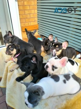 MALE AND FEMALE FRENCH BULLDOG PUPPIES