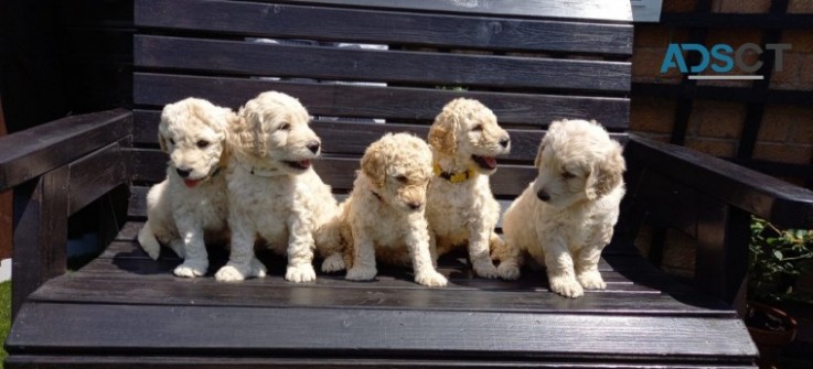 ASTONISHING GOLDENDOODLE PUPPIES FOR SAL