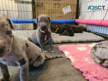 SWEET  GREAT  DANE  PUPPIES