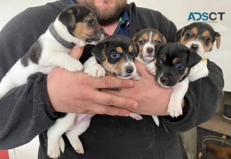 JACK RUSSELL TERRIER PUPPIES