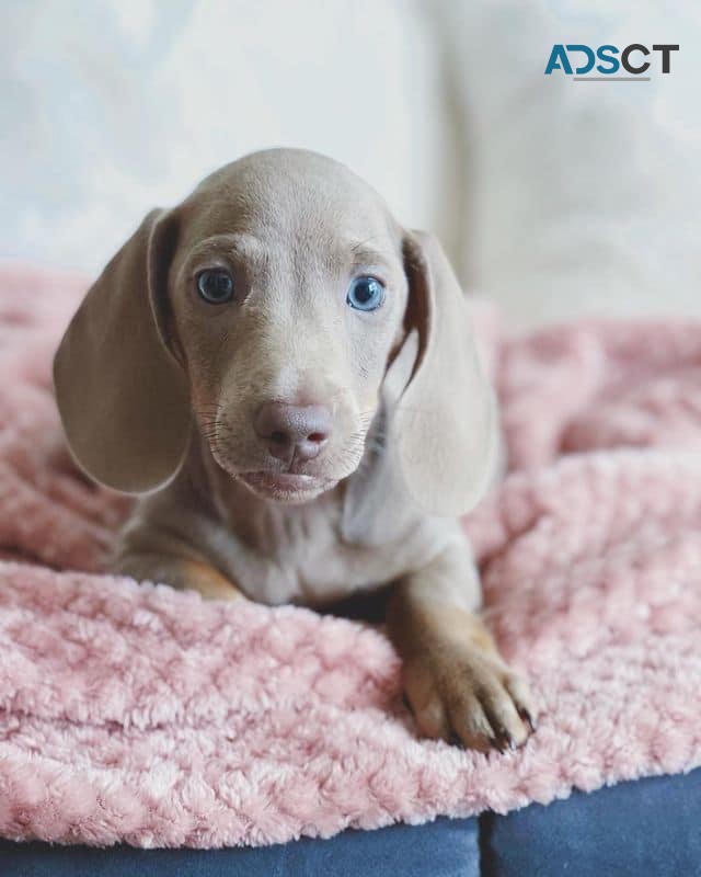 Dachshund puppies 