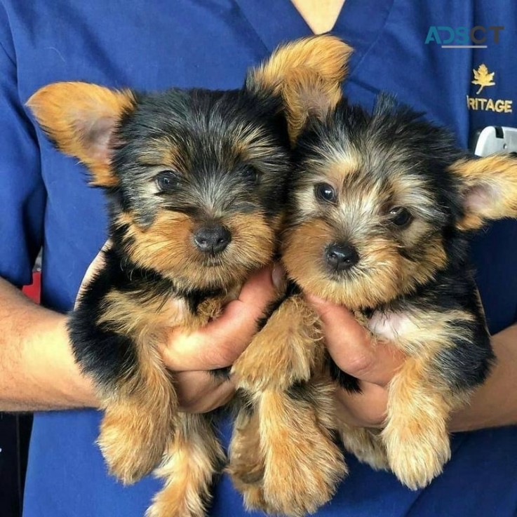 Home raised yolkier puppies for rehoming