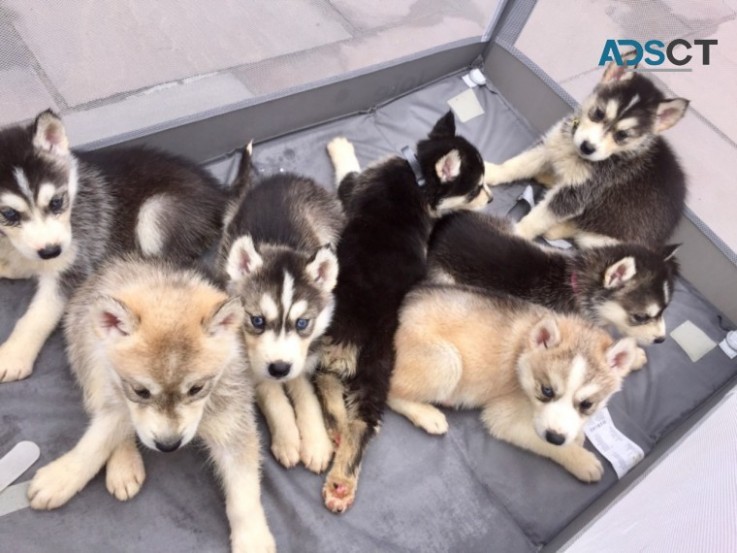 Siberian Husky Puppys