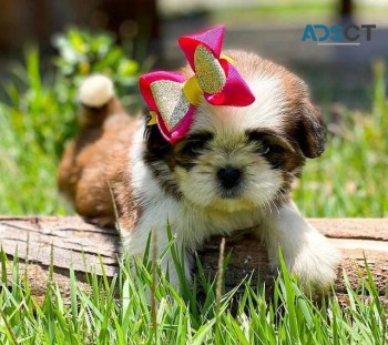 Adorable Registered Shih Tzu Pups