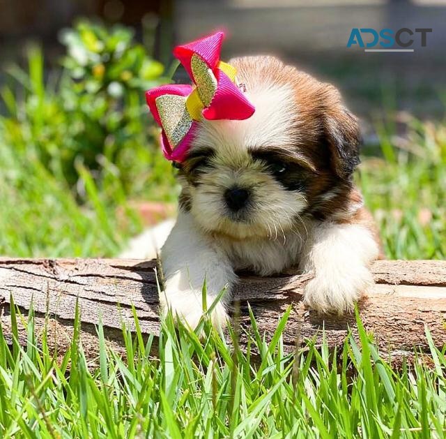 Adorable Registered Shih Tzu Pups