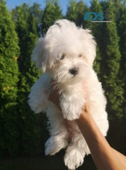 Maltese Puppies