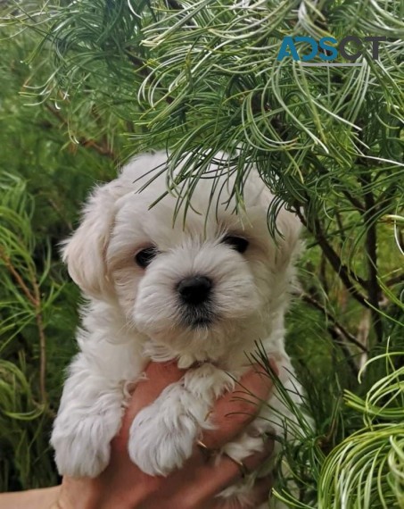 Maltese Puppies