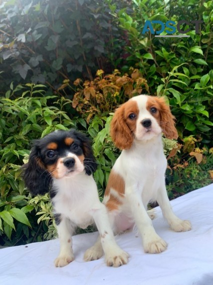 Cavalier King Charles Spaniel Puppies