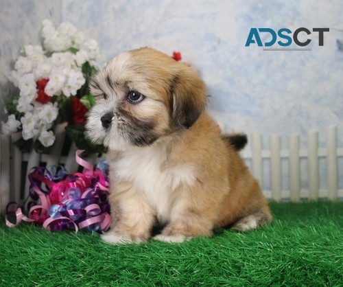 New Litter Lhasa Apso Ready