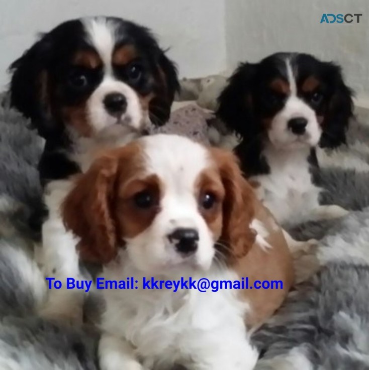 Cavalier King Charles Puppies