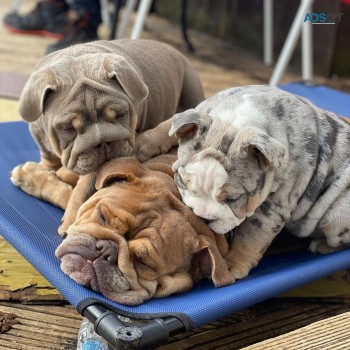 English bulldog puppies for sale male an