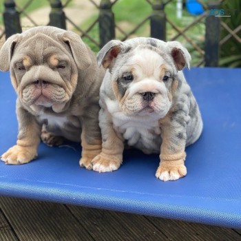 English bulldog puppies for sale male an