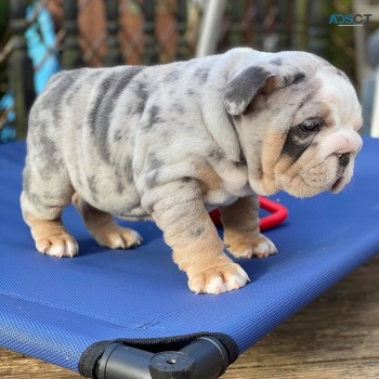 English bulldog puppies for sale male an