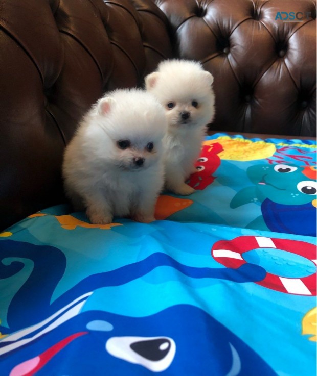 Awesome T-Cup Pomeranian Puppies