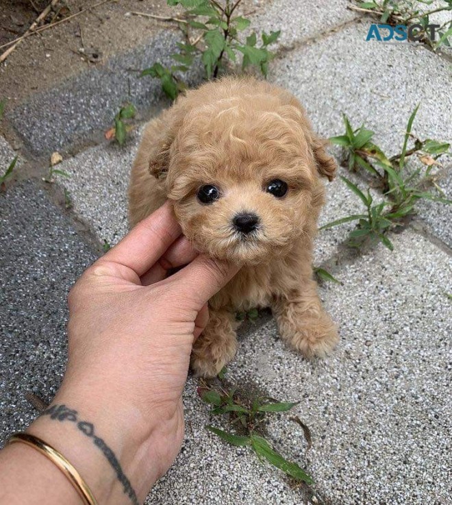 Affectionate Maltipoo Puppies