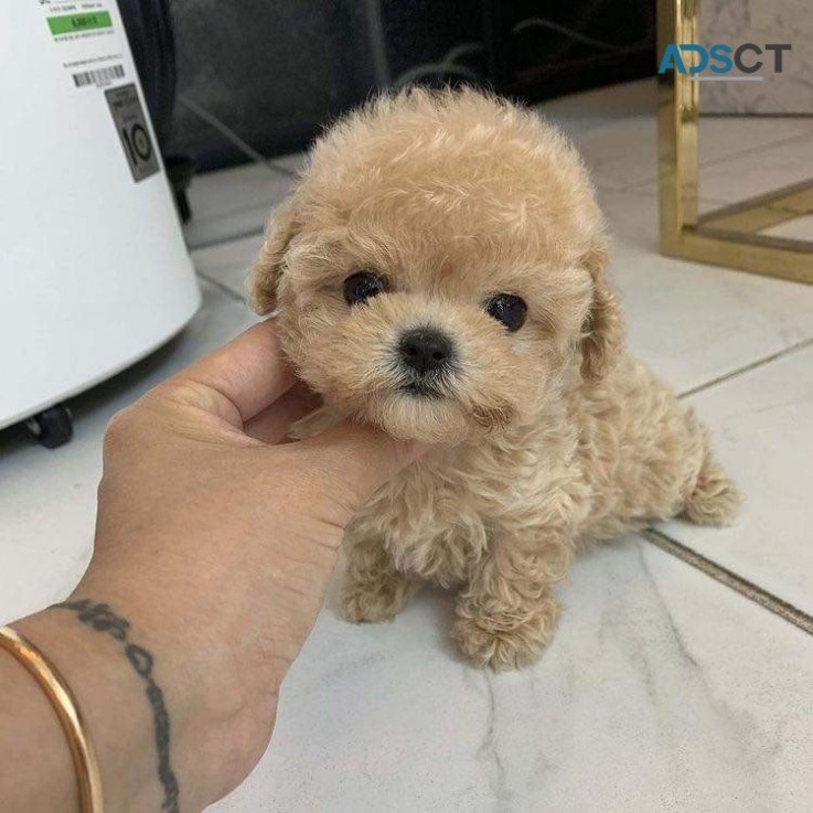 Affectionate Maltipoo Puppies