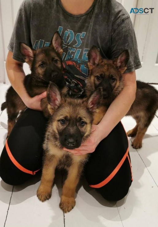 Quality German Shepherd puppies