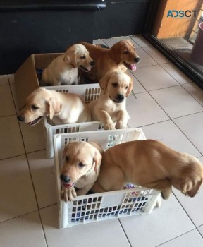 Sweet Labrador Puppies