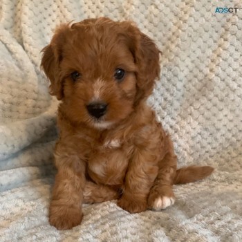 CAVAPOO PUPPIES FOR SALE