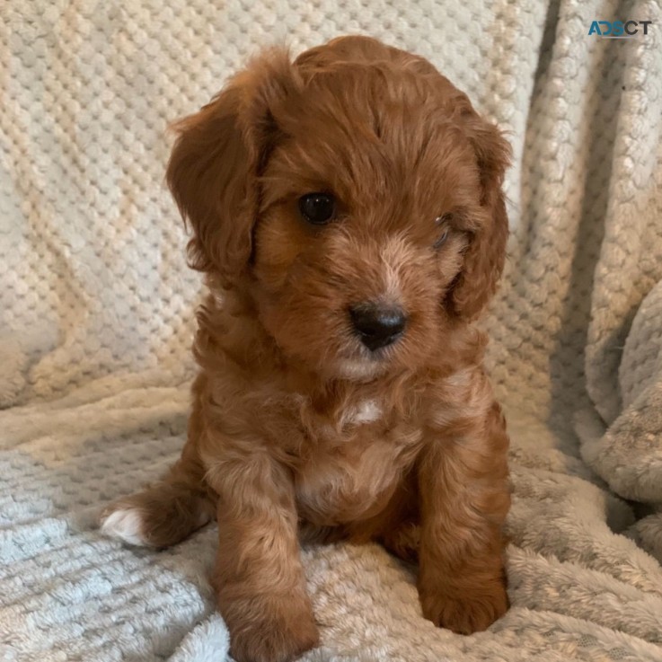 CAVAPOO PUPPIES FOR SALE