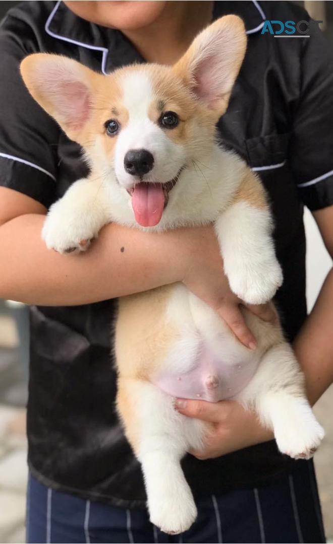 Beautiful Welsh Corgi Puppies