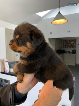 Registered Rottweiler puppies for rehomi