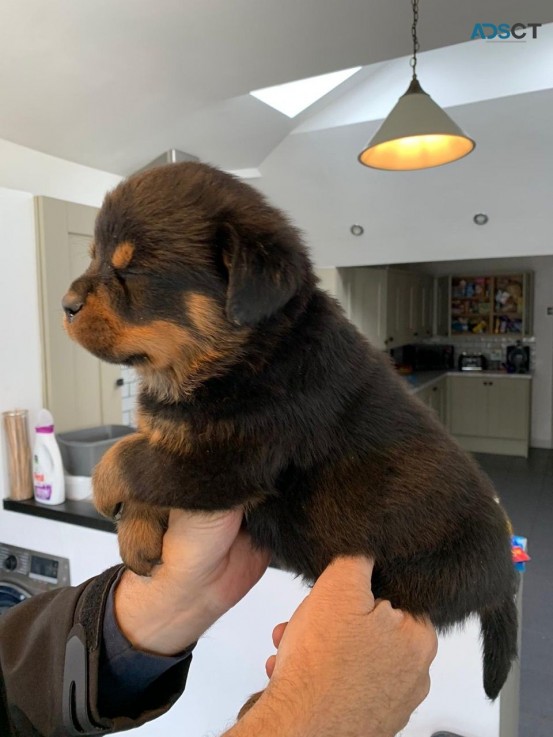 Registered Rottweiler puppies for rehomi