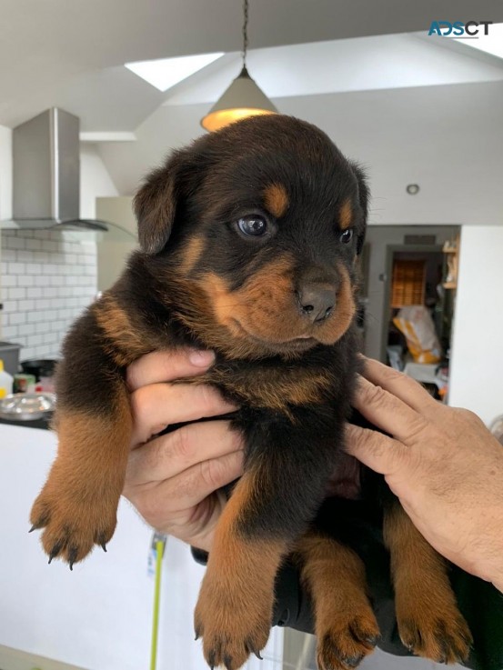 Registered Rottweiler puppies for rehomi