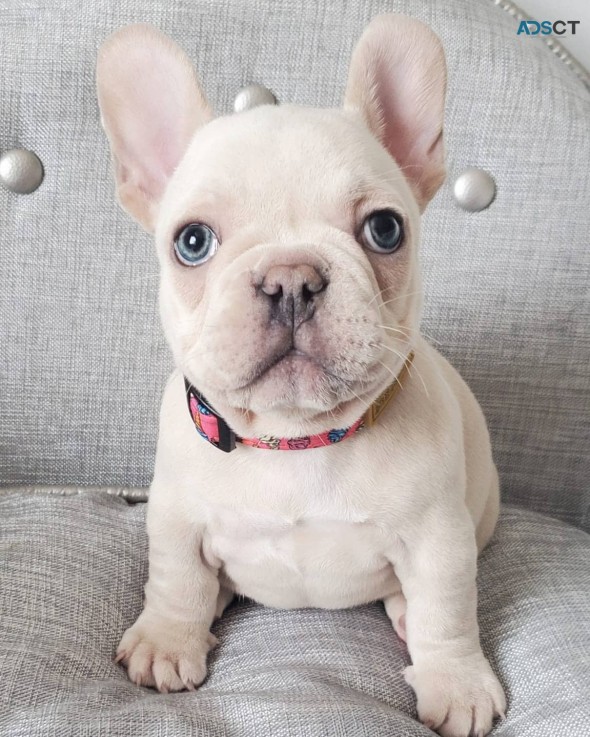 Well Trained French Bulldog Puppies