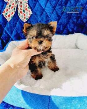  Quality Male And Female Yorkie Puppies 