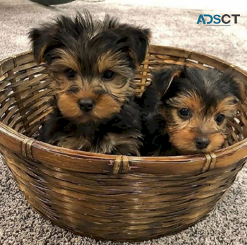 High Quality Male And Female Yorkie Pupp