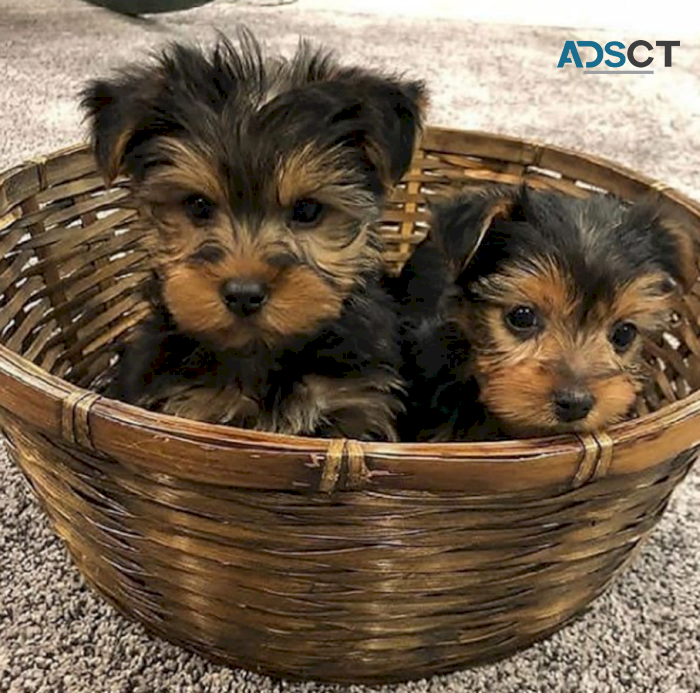 High Quality Male And Female Yorkie Pupp