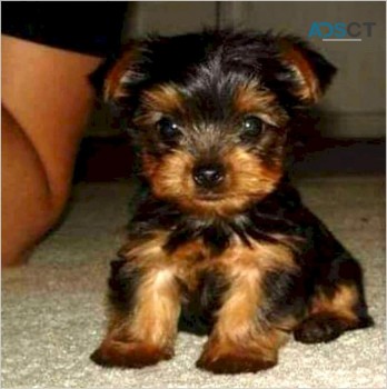  Quality Male And Female Yorkie Puppies 