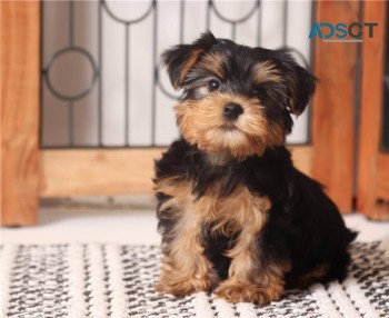  Quality Male And Female Yorkie Puppies 