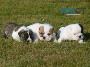 Top Quality English Bulldog Puppies