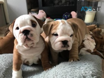 Top Quality English Bulldog Puppies