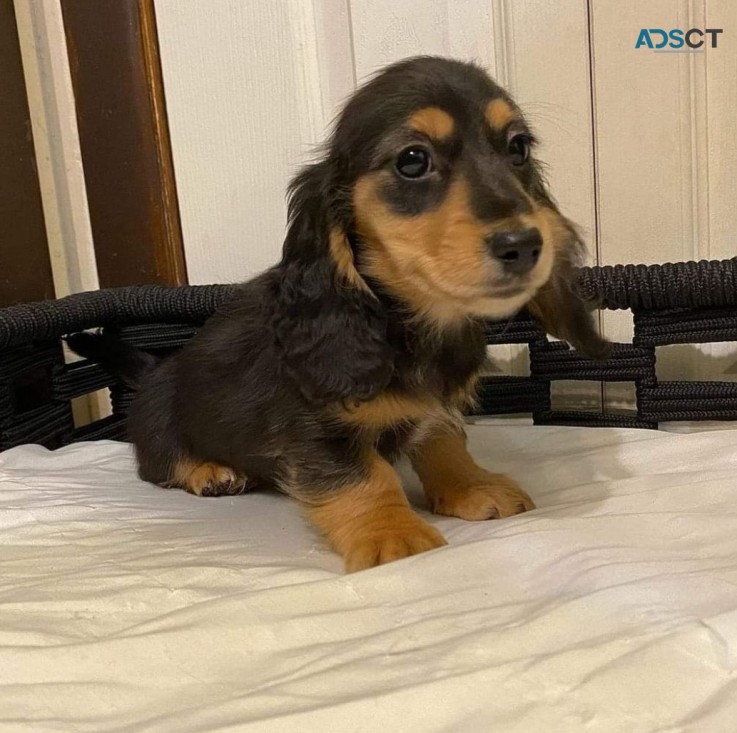 Lovely dachshund puppies 