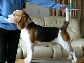 Beagle puppies 