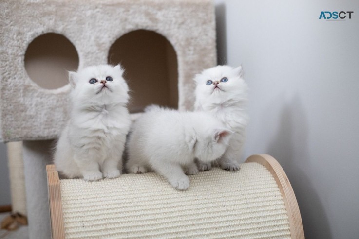 Purebred British shorthair kittens for s