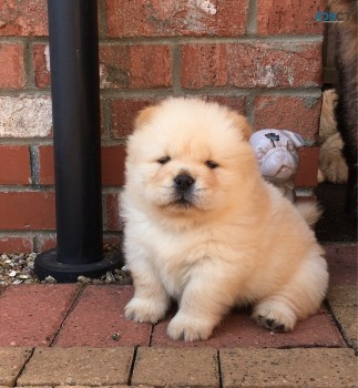 Chow Chow Puppies for sale 