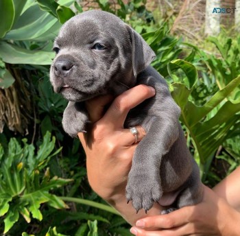 Staffordshire Bull Terrier Puppies for s